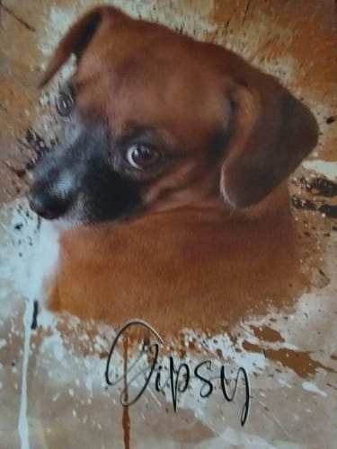 Customer photo review of Graffiti Pawtrait