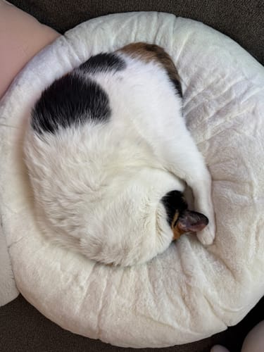 Customer photo review of Sourdough Pudding Bed