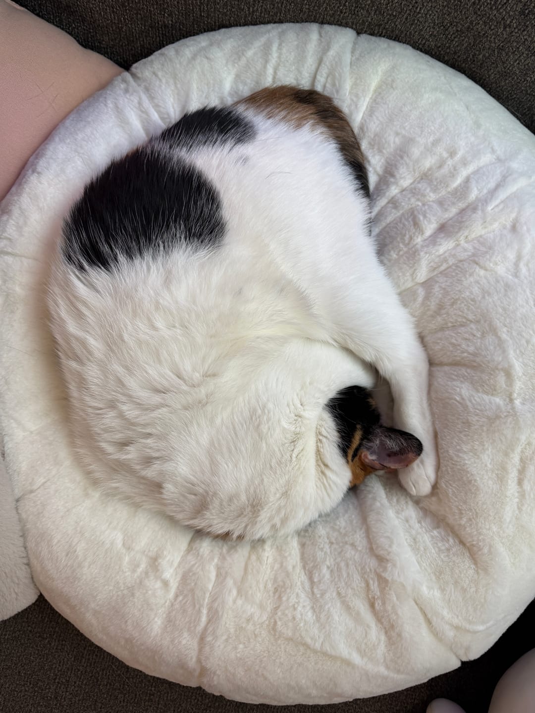 Customer photo review of Sourdough Pudding Bed