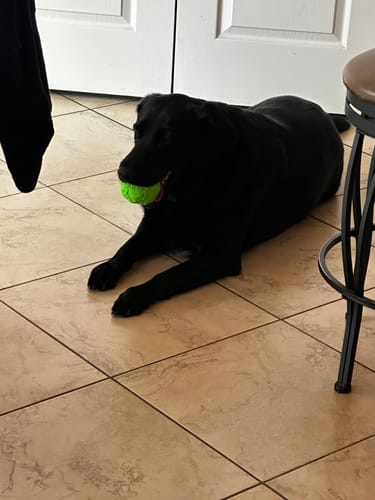 Customer photo review of WUNDERBALL - Best Fetch Toy