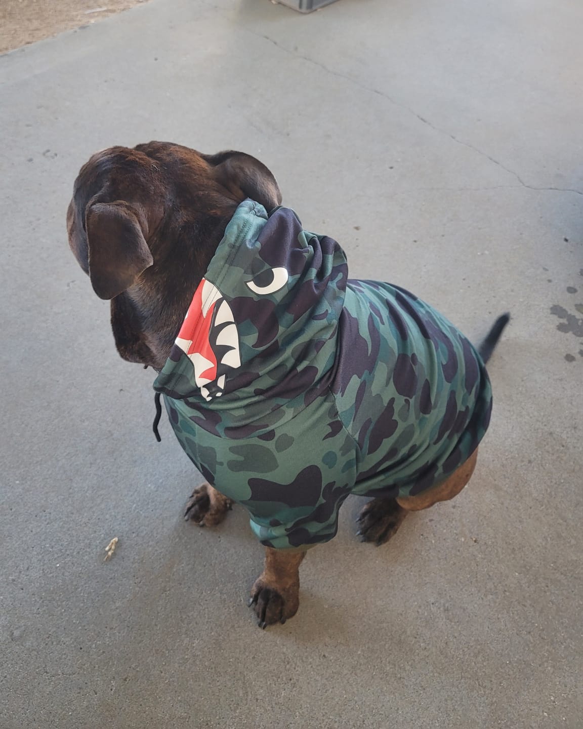 Customer photo review of Shark Monster Dog Hoodie - Green Camo