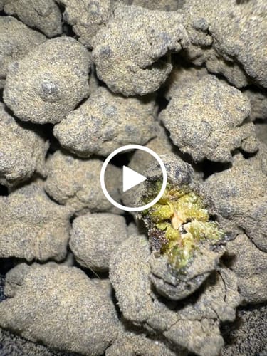 Customer video review of THCA Moonrocks