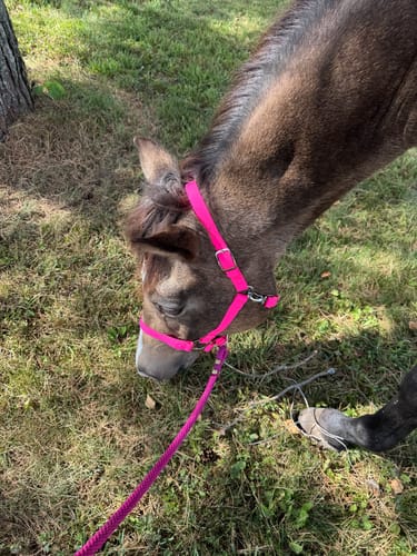 Customer photo review of Barbie Pink Horse Halter - iCavalos