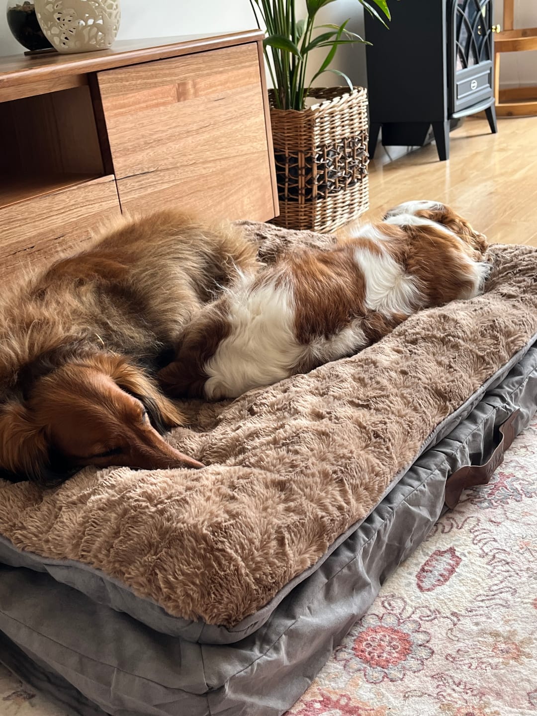 Customer photo review of Cat Mattress - 8cm Memory Foam & Washable Cover