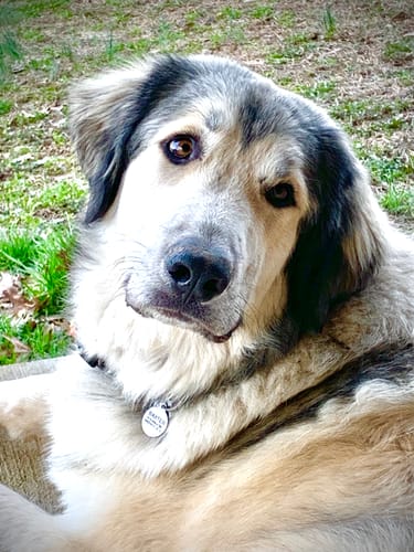 Customer photo review of Wild Salmon Pet CBD Oil (Multiple Sizes)