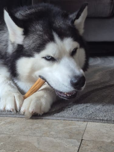 Customer photo review of Jumbo Bully Sticks