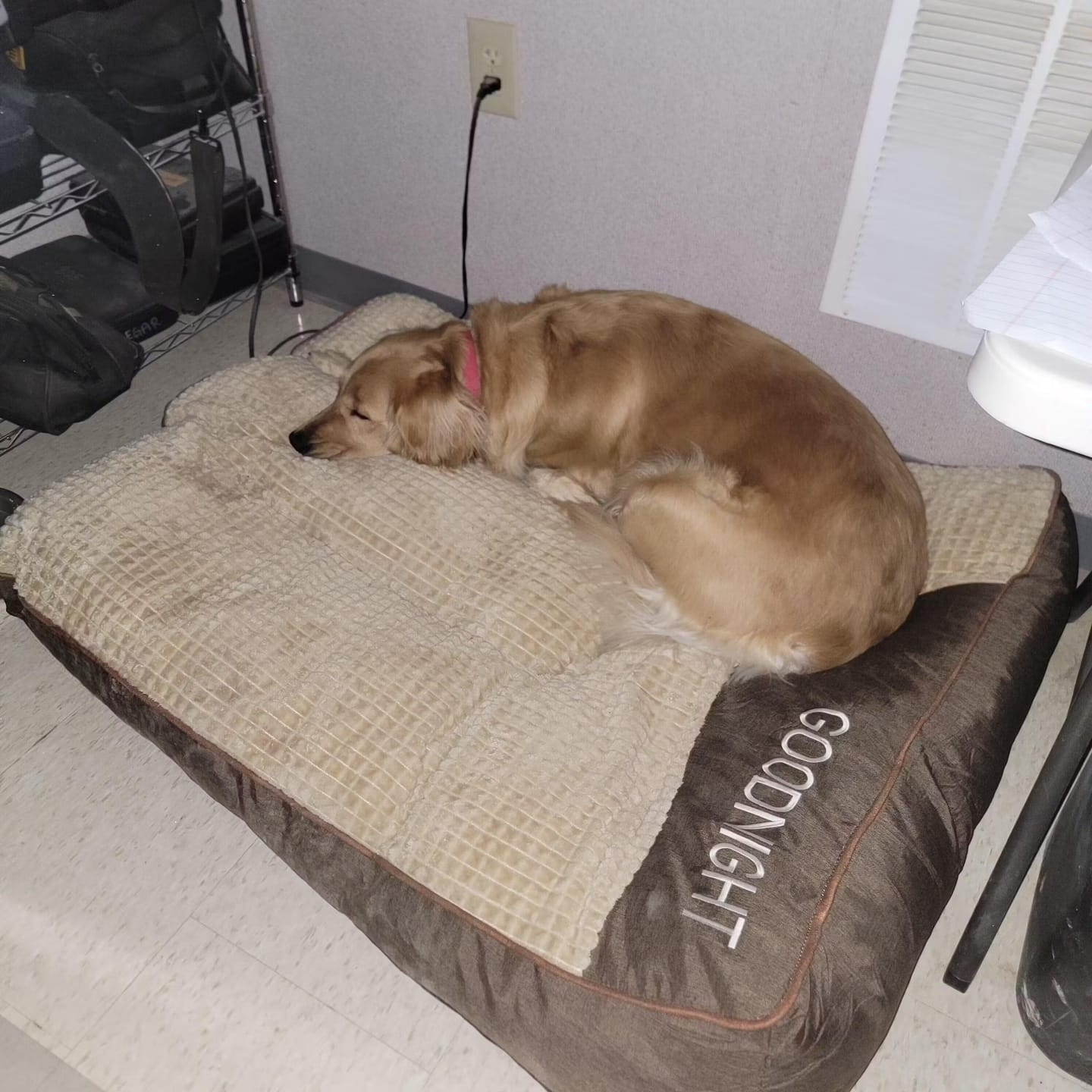 Customer photo review of Brown Scratch-resistant Spine Protection Large Washable Pet Cushion Bed