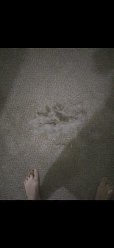 Customer photo review of IndigoPet Hair Removal Broom