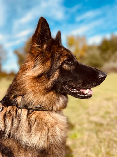 Customer photo review of Szeroka obroża półzaciskowa - Martingale Black Edition Khaki