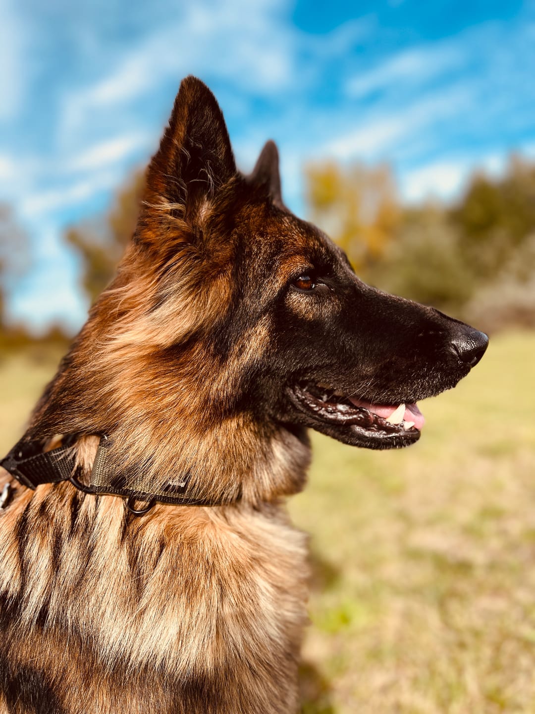 Customer photo review of Szeroka obroża półzaciskowa - Martingale Black Edition Khaki