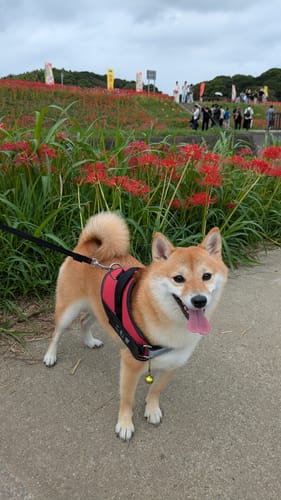 Customer photo review of FunFunPet 高機能ハーネス（お名前タグ作成サービス付き）