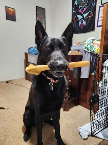 Customer photo review of Super Bull Sticks