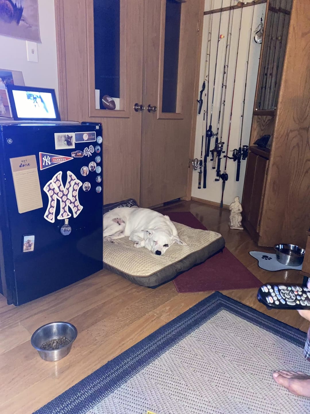 Customer photo review of Brown Scratch-resistant Spine Protection Large Washable Pet Cushion Bed