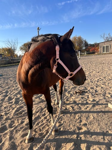 Customer photo review of iCavalos - Horse halter (7 Days)