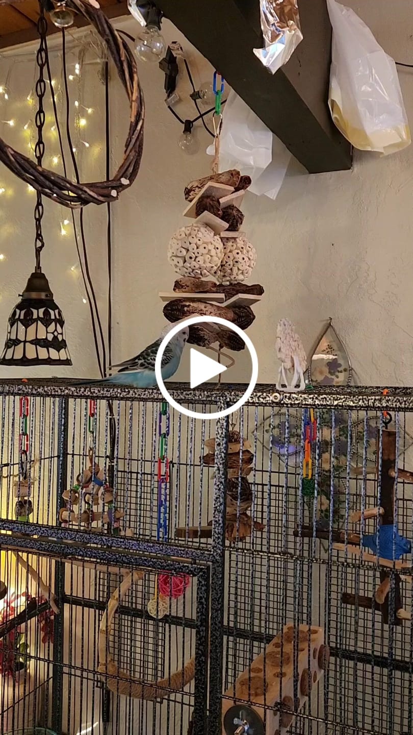Customer video review of Great Balls of Fun by Cheep Thrills Bird Toys