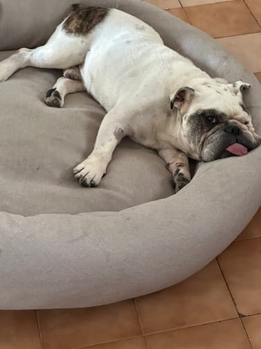 Customer photo review of Cama Antiestrés para Perros Lino