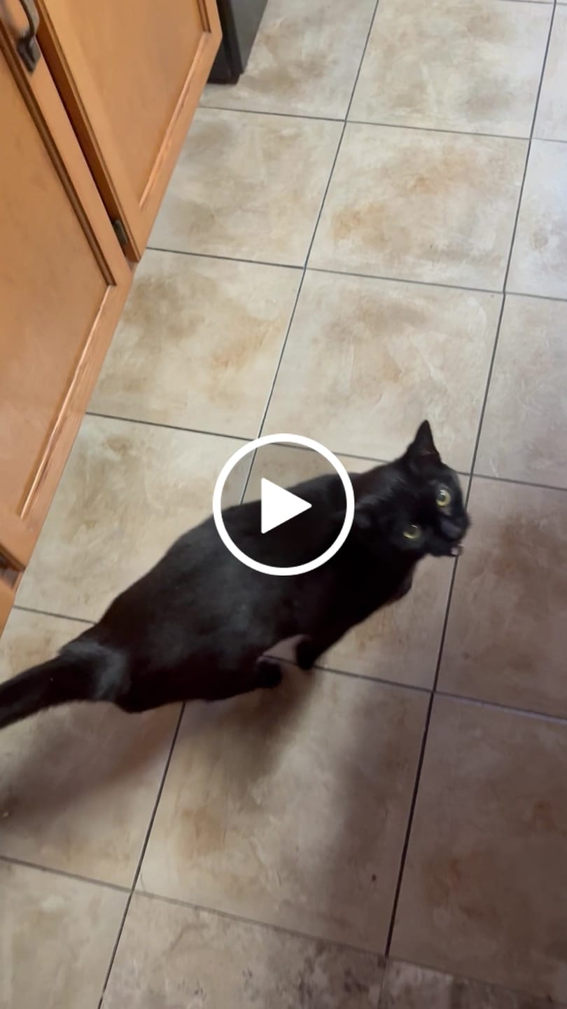 Customer video review of 1x Blisso Advanced Cat Probiotic