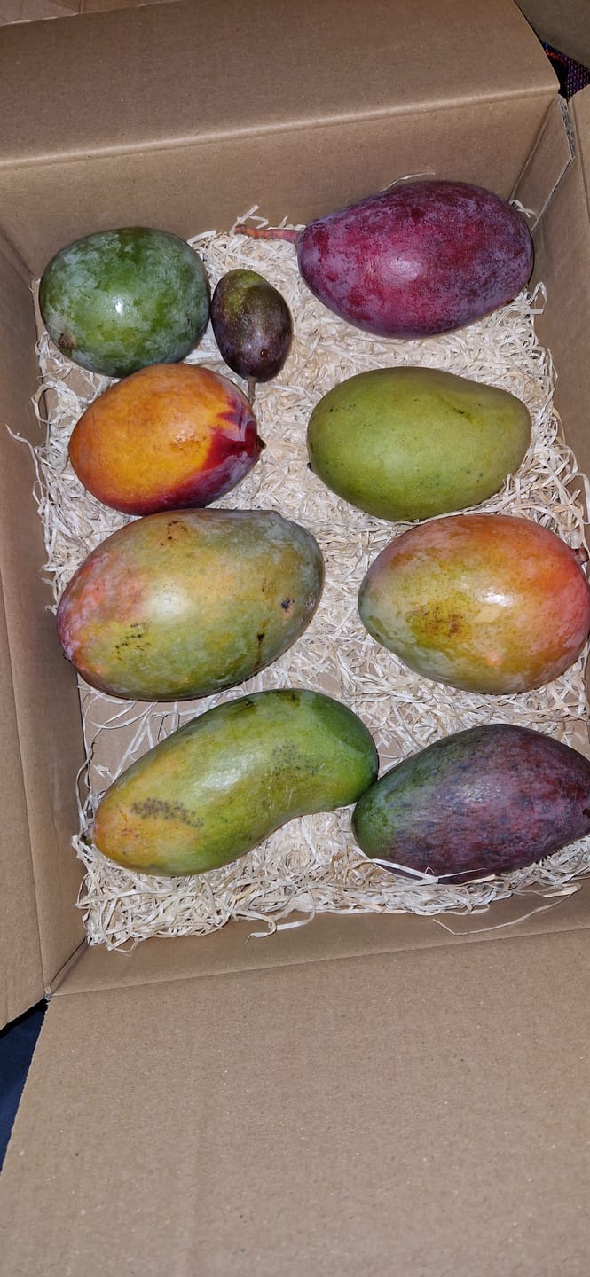Customer photo review of Mango-Späternte Mix von Julian Sparpreis %