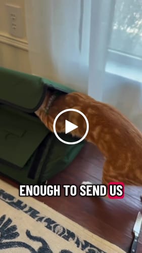 Customer video review of AllGuard Outdoor Heated Cat House – Night Camo