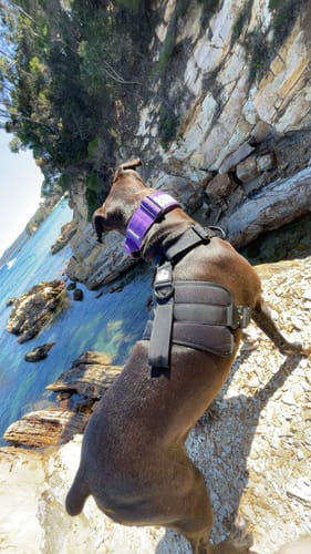 Customer photo review of No Pull Bully Proof Harness
