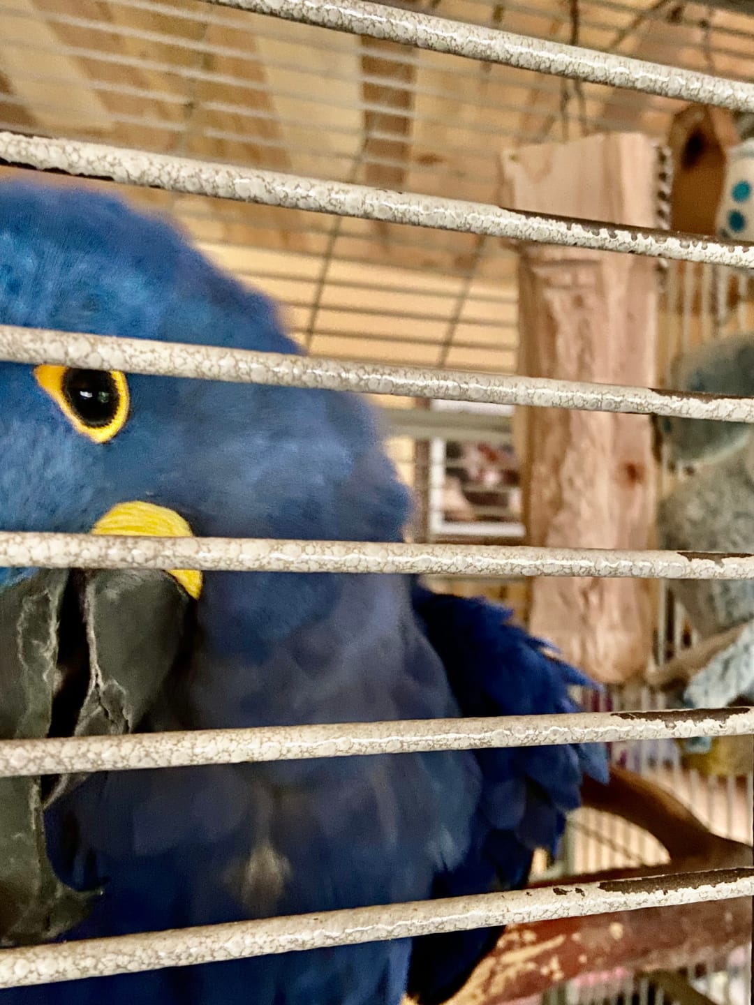 Customer photo review of Big Chippy - The Ultimate Toy For Big Birds