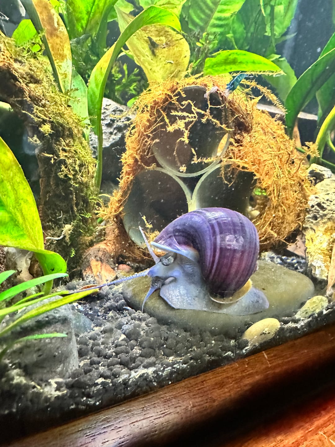 Customer photo review of RAMSHORN SNAILS (ASSORTED BLUE, PINK,GREY,GOLD)