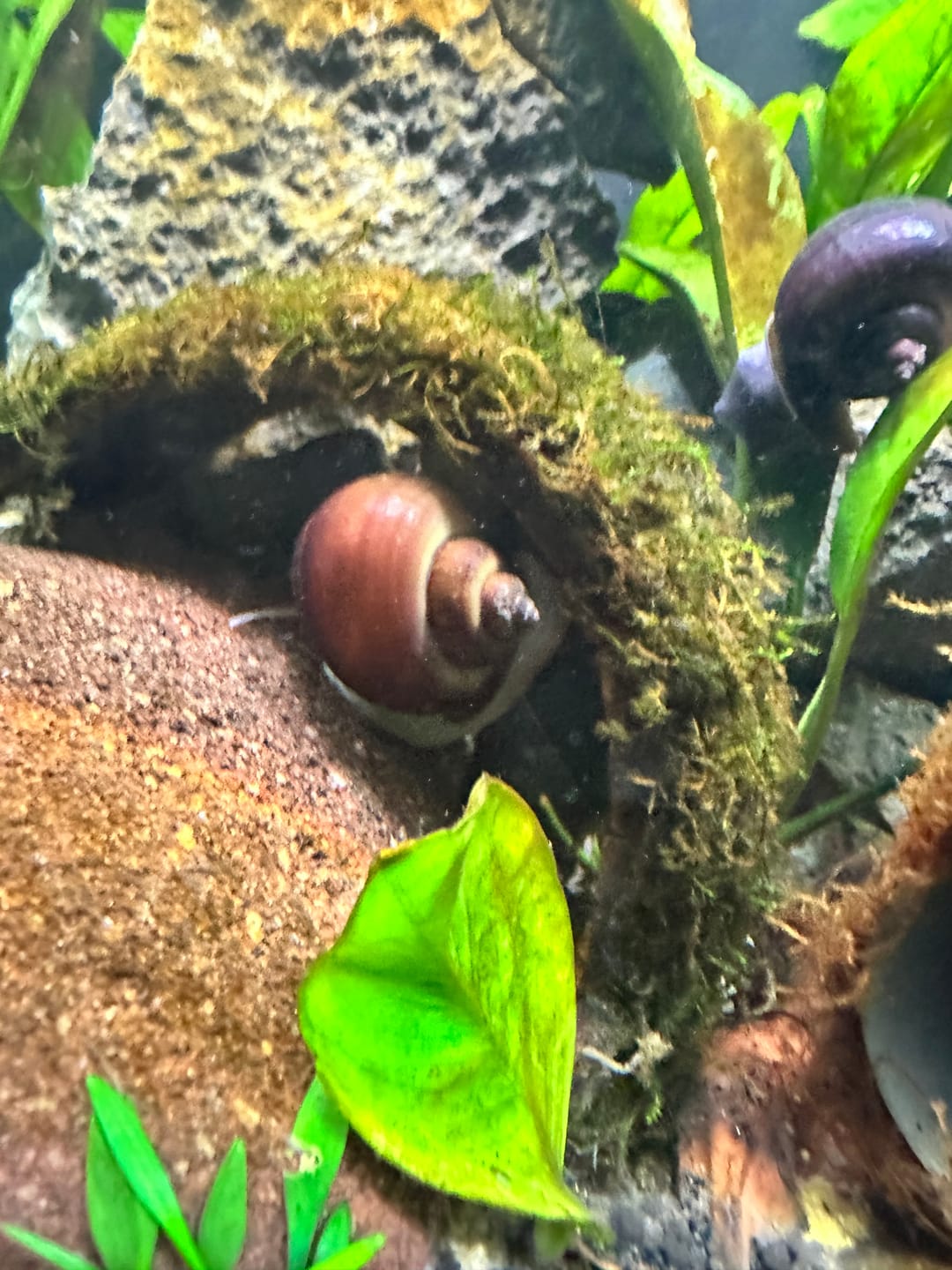 Customer photo review of Albino Mystery Snail