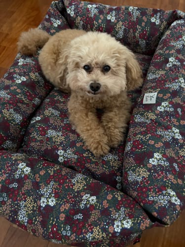 Customer photo review of Cover Divanetto Cotone Panama Liberty Floreale