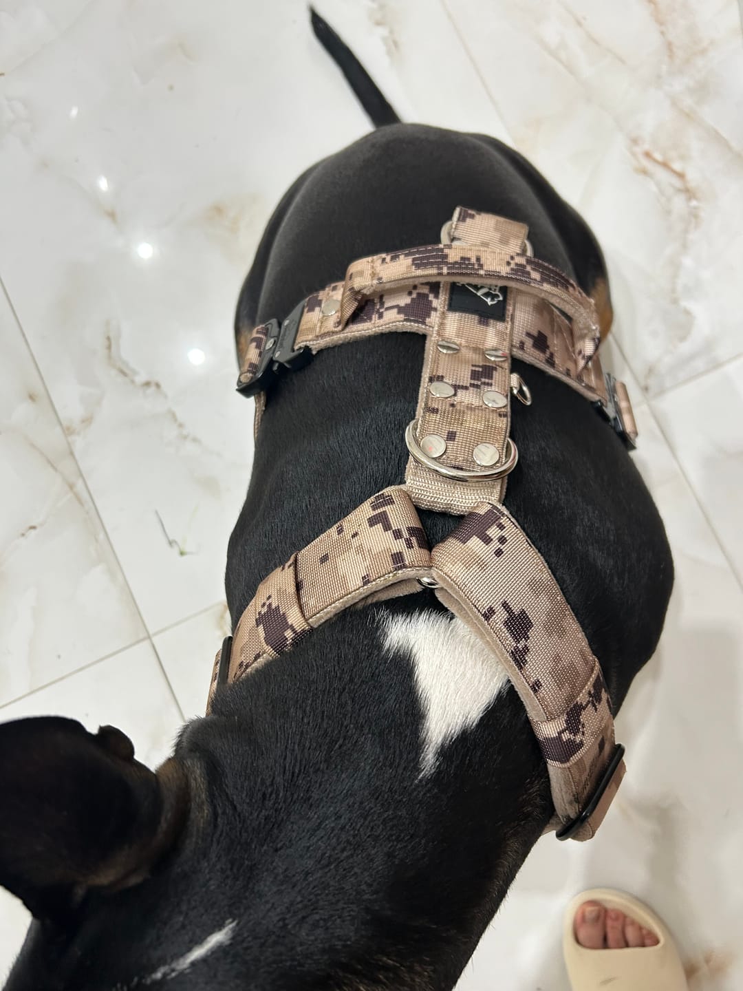 Customer photo review of Smycz z dodatkową rączką - Guard Leash Camo Beige