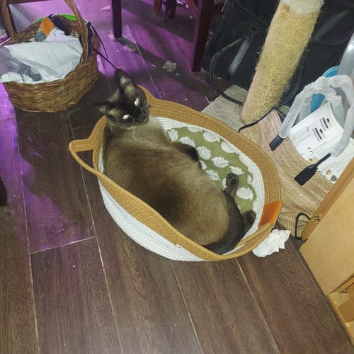 Customer photo review of Instinct Basket | Handwoven & Chemical-Free Cat Territory