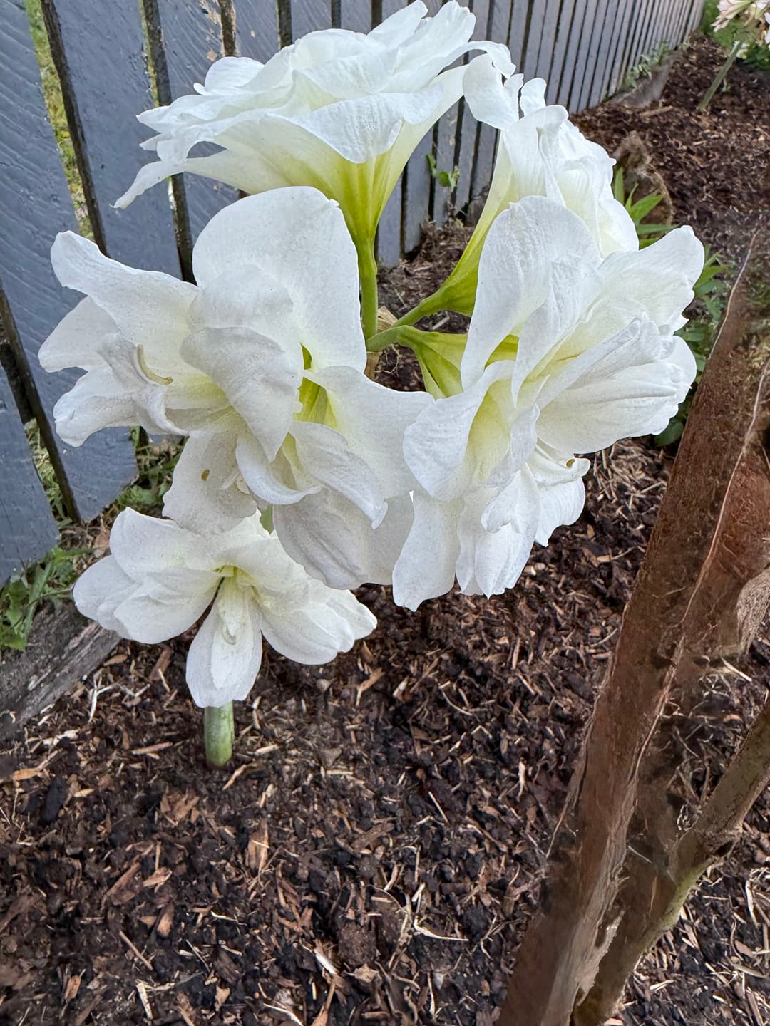 Customer photo review of Alfresco - Hippeastrums | Amaryllis | Hippeastrum x hybridum