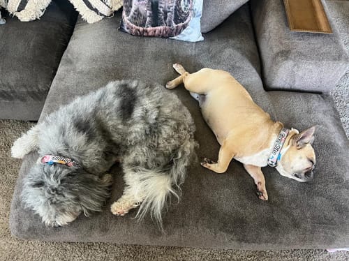 Customer photo review of Collar personalizado para Mascota: Rosas