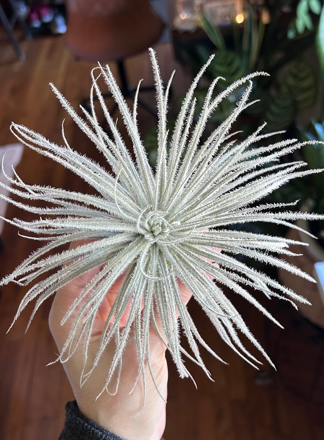 Customer photo review of Tectorum Ecuador  (AKA Snowball)