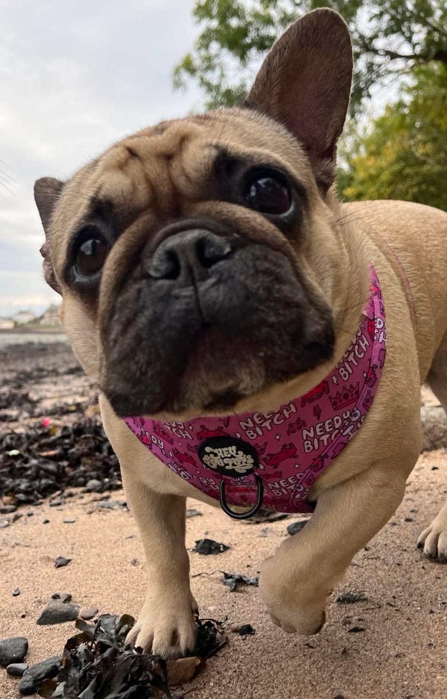 Customer photo review of Needy bitch harness