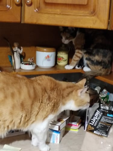 undefined review of 3x Ricarica Diffusore (48 ml) image 1 out of 1