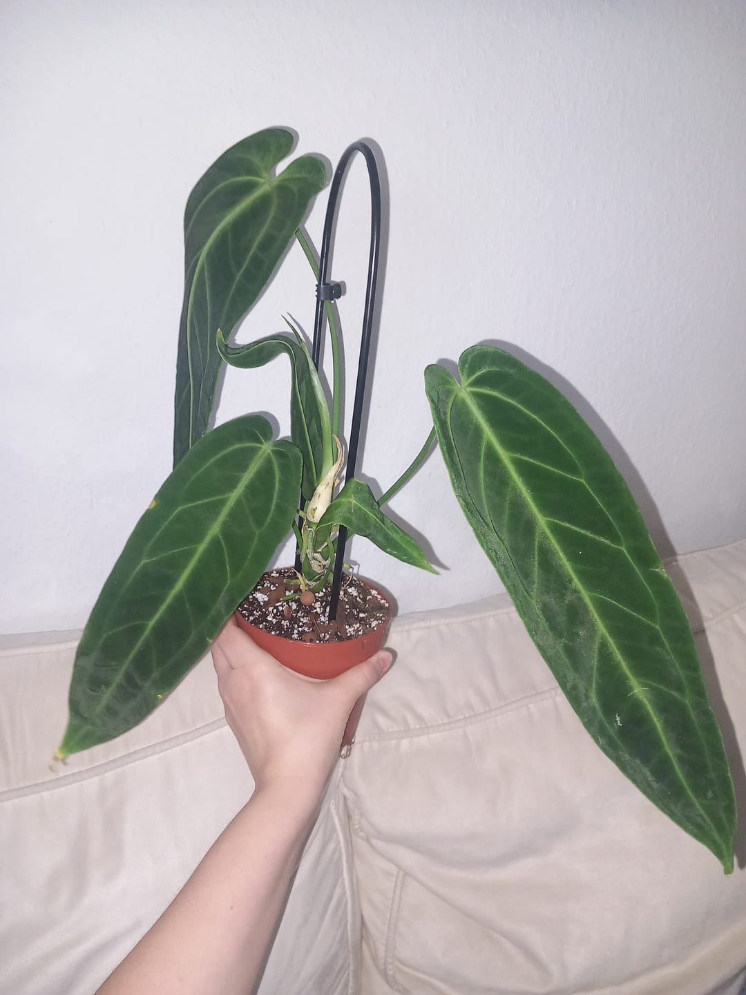 Customer photo review of ANTHURIUM WAROCQUEANUM