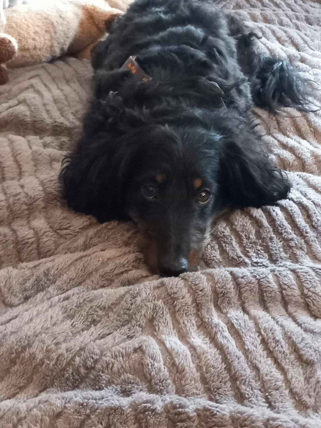 Customer photo review of SnugGrip - Honden Bankhoes Antislip Pluche
