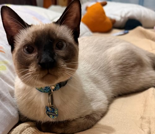 Customer photo review of Collar personalizado para Mascota: Noche