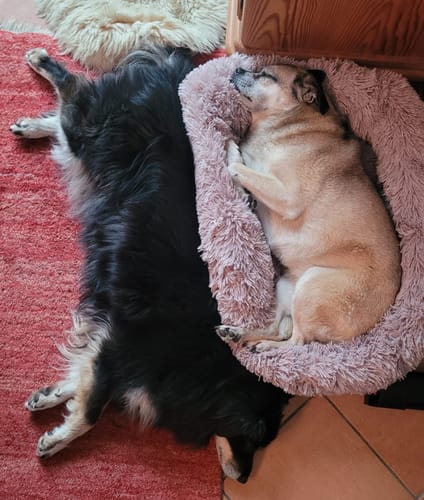 Customer photo review of Puppery Hundebett Wolke 7 - Das Original