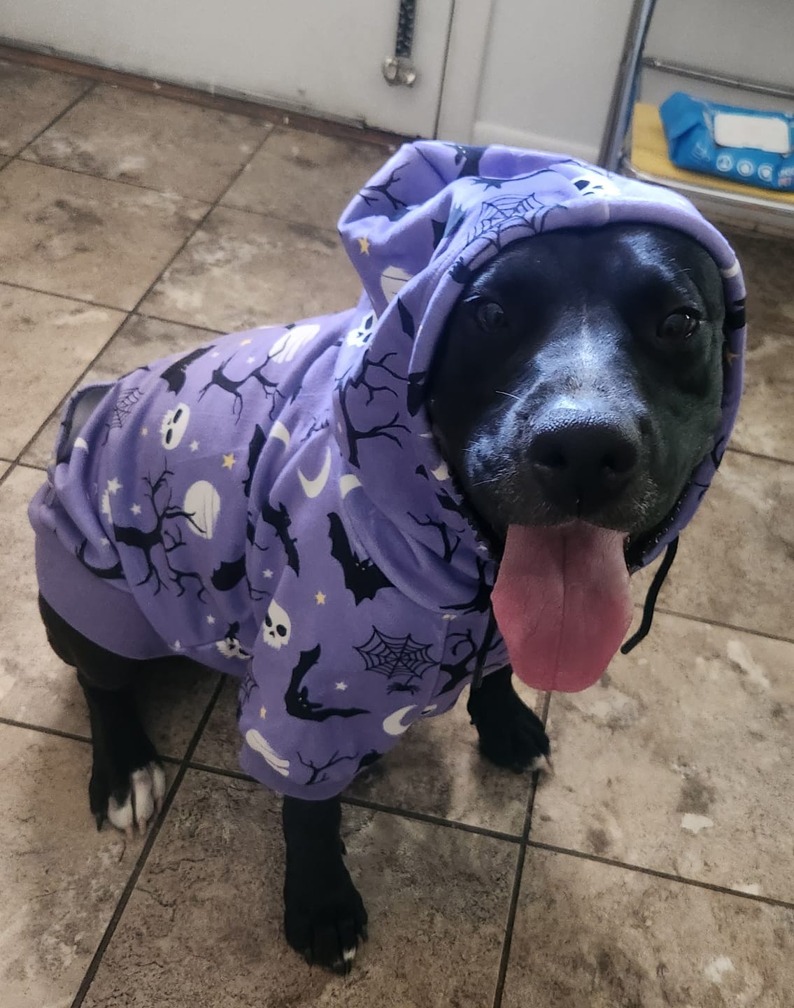 Customer photo review of Halloween Dog Hoodie - Purple