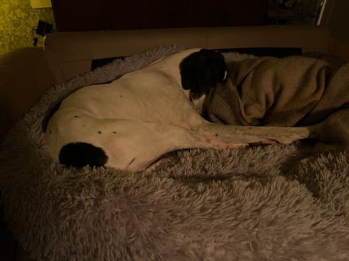 Customer photo review of CalmBed - Motverkar stress & hjälper mot ångest