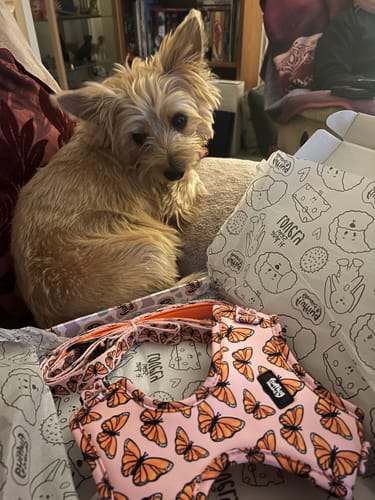 Customer photo review of Lead - Winging It