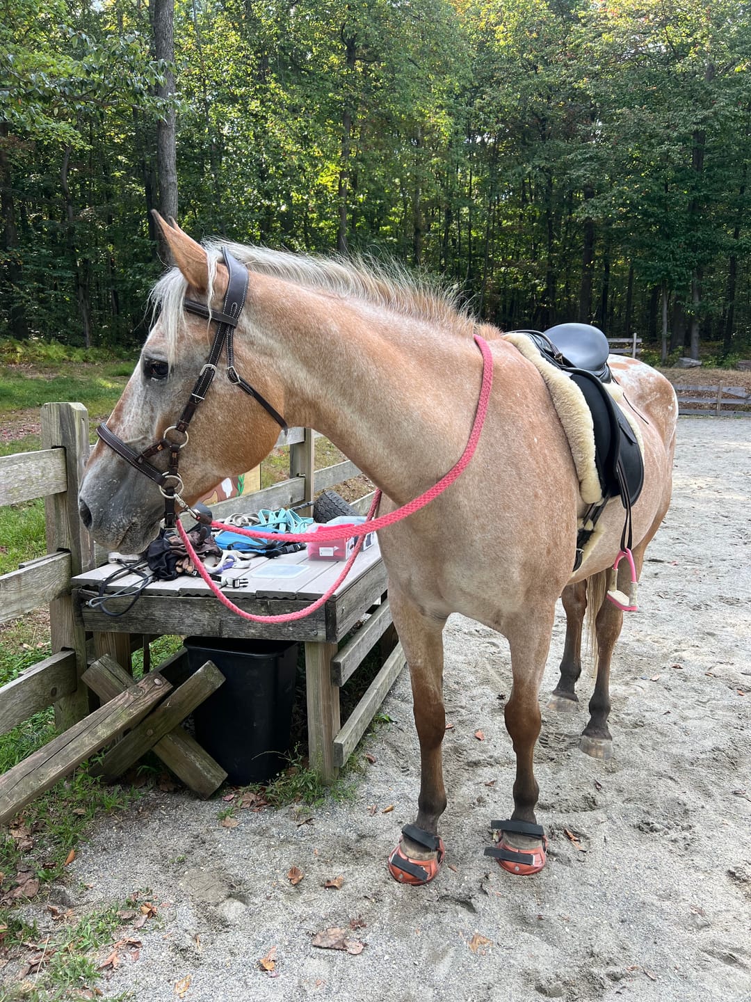 Customer photo review of Renegade® Viper Shield™ Hoof Boot Seconds - Arizona Copper