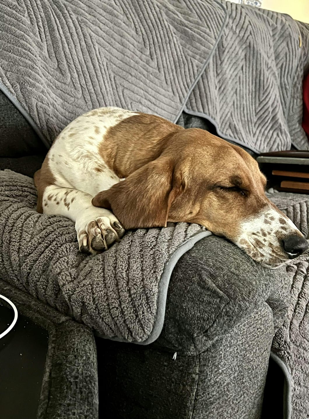 Customer photo review of SnugGrip - Honden Bankhoes Antislip Pluche
