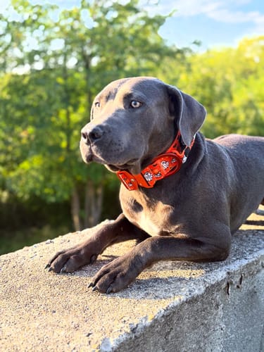 Customer photo review of 5cm Lighter Combat® Collar | Halloween BooBillows