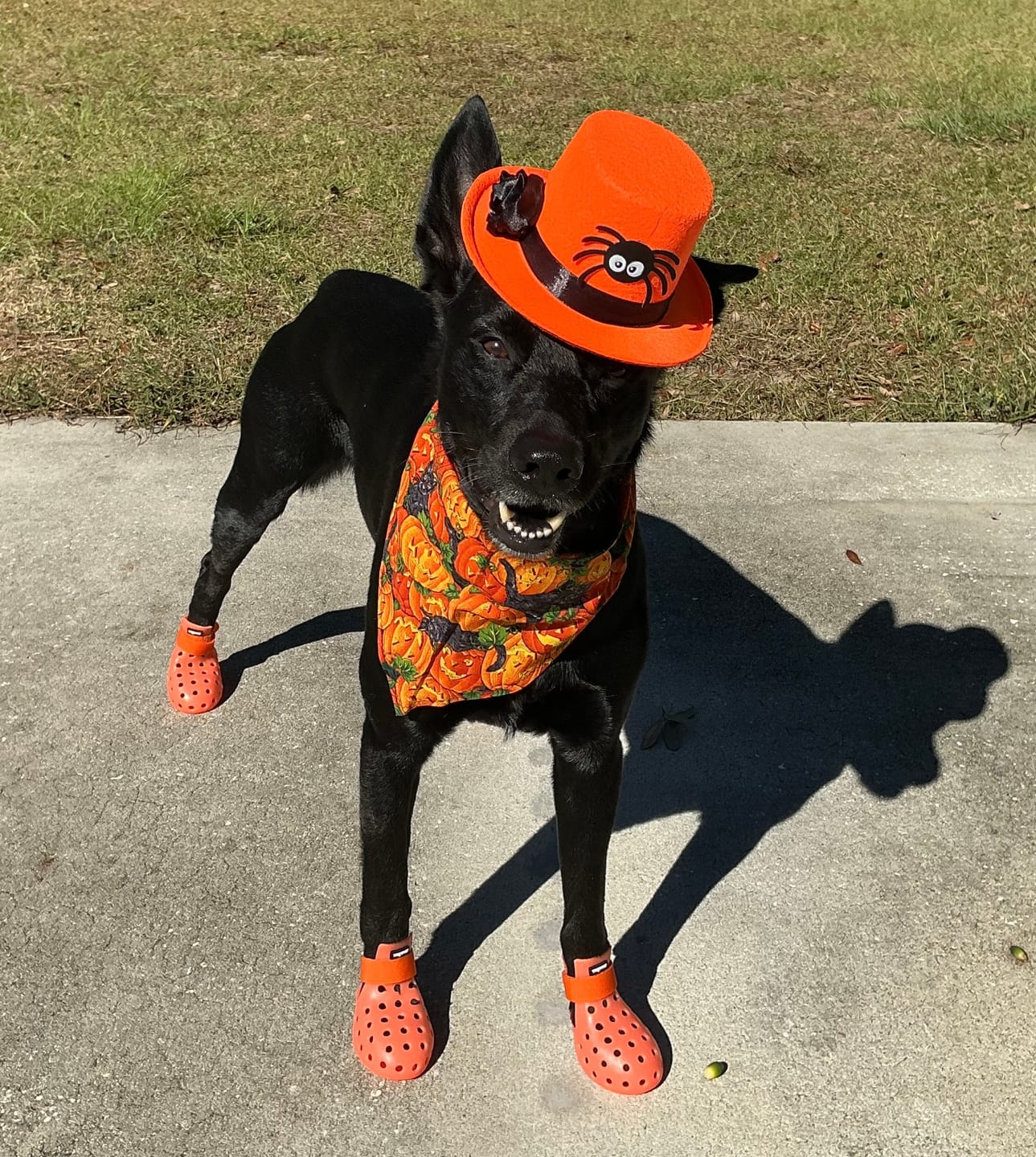 Customer photo review of WagWellies® Mojave Neon Orange