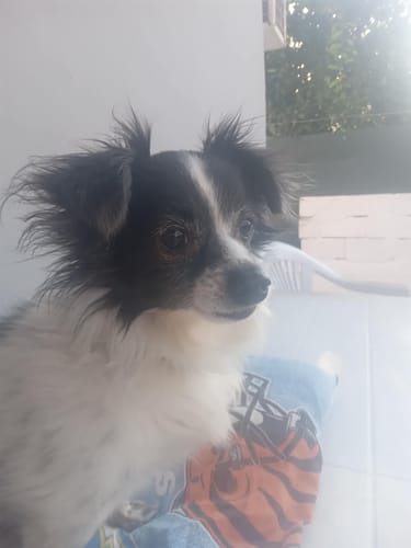 Customer photo review of Μπρελόκ με Εσας και το Κατοικίδιο σας