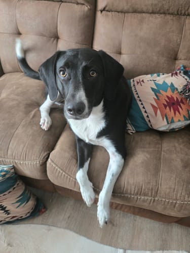 Customer photo review of FurLife™ 12 Months Flea and Tick Free