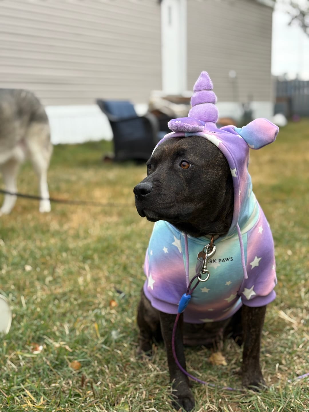 Customer photo review of Halloween Dog Hoodie - Unicorn