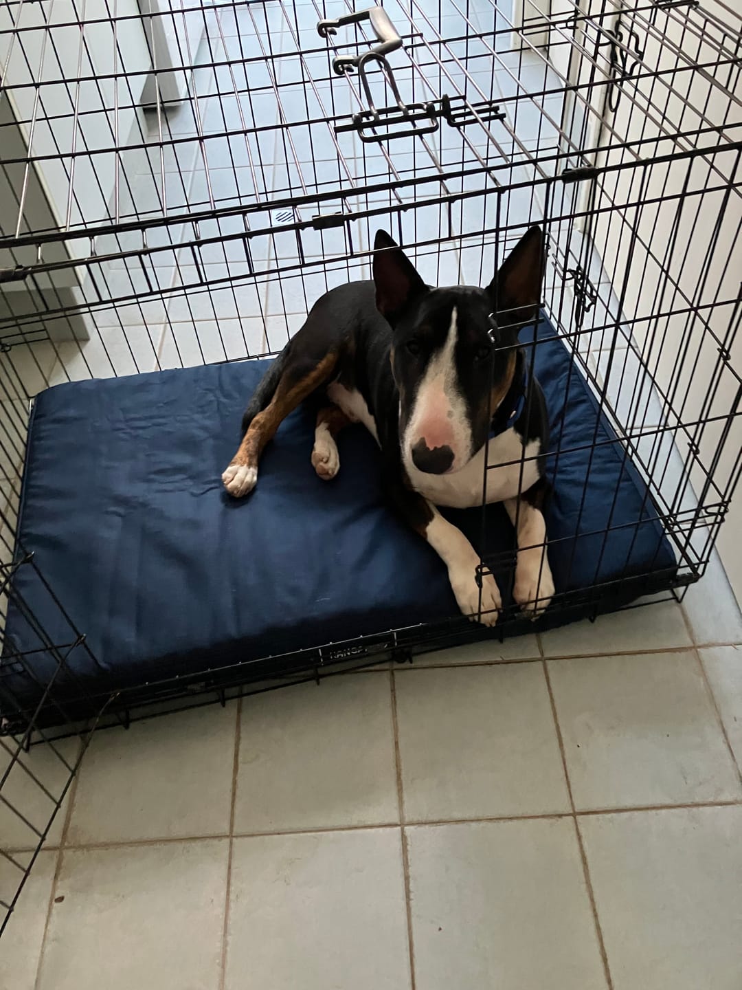Customer photo review of Kangaroo Dog Crate Mat